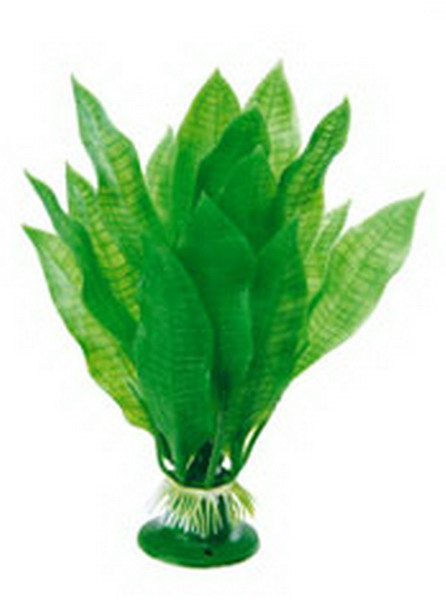 Декоративное растение для акватеррариума