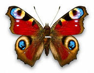 Сайты о бабочках и других насекомых
